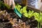 Home urban garden with lettuce.