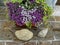 Home various flowers in pots. Design Italian courtyards