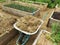 home vegetable garden family with raised wooden beds. spring crops. mulching the soil with wheelbarrow and straw