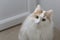 Home white beige cat looks ahead. Muzzle close up. Attentive and interested look. On a light background