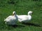 Home white geese