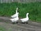 Home white geese