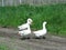 Home white geese