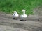 Home white geese