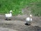 Home white geese