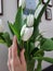 At home, a woman`s hand holds a white tulip from a bouquet of flowers.