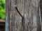 Home wooden pole with rusted nail