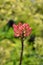 Homebush Rhododendron