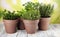 Homegrown and aromatic herbs in old clay pots