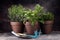 Homegrown and aromatic herbs in old clay pots. Set of culinary herbs. Green growing sage, oregano and rosemary