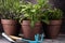 Homegrown and aromatic herbs in old clay pots. Set of culinary herbs. Green growing sage, oregano and rosemary