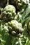 Homegrown Artichoke Cynara scolymus, a perennial edible thistle, ready to harvest