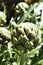 Homegrown Artichoke Cynara scolymus ready to pick, a perennial thistle, with two flowerheads. Focus is on the front Artichoke