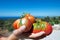 Homegrown Beefsteak tomato in Woman\'s hands