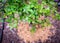 Homegrown blueberry bush with cedar mulch and tube drip irrigation system, cluster of ripe and ripening fruits hanging on branch