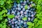 Homegrown blueberry in the grass close up. Ripe blueberry berries on green clover