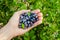 Homegrown blueberry in the hand. Harvesting blueberry in the garden. Highbush, huckleberry or tall blueberry bush.