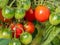 Homegrown cherry tomatoes in garden