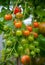 Homegrown cherry tomatoes on vine in garden.