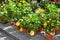 Homegrown citrus seedling pots