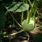 Homegrown fresh kohlrabi in a garden