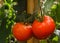 Homegrown Fresh Tomato