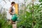 Homegrown, gardening and agriculture consept. Bushes of tomatoes in a greenhouse, a woman farmer in the background.