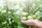 Homegrown, gardening and agriculture consept. Female hand hold a bunch of organic unripe green tomato in a greenhouse. Natural