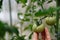 Homegrown, gardening and agriculture consept. Hand holds unripe green tomatoes on a branch.