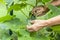 Homegrown, gardening, agriculture and gmo free consept. Older Female farmer hand harvests cucumbers greenhouse. Natural vegetable