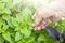 Homegrown, gardening, agriculture and gmo free consept. Older Female farmer hand harvests green and purple basil. Natural