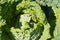 Homegrown healthy fresh cabbage macro close up