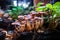 homegrown mushrooms thriving in a repurposed coffee ground substrate