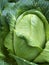 Homegrown organic sugarloaf cabbage vegetable
