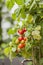 Homegrown organic tomatoes