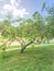 Homegrown peach tree abundance fruits on tree branches and ground at front yard of residential house near Dallas, Texas