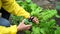 Homegrown Produce. Eco farming. Close-up of a farmer harvesting swiss chard leaves from her organic vegetables garden