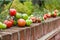 Homegrown produce, ripening tomatoes on vines