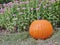 Homegrown pumpkin in backyard