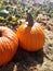 Homegrown pumpkins in the field