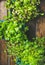 Homegrown radish kress, water kress and coriander sprouts