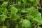 Homegrown radish microgreen sprouts macro close up. Concept of health and growth. Modern gastronomy