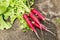 Homegrown radishes