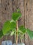 Homegrown seedlings. Green sprouts of cucumber in plastic containers on a wooden ancient background.Nature, the use of plastic and