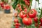 Homegrown tomato vegetables in greenhouse.