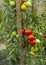 Homegrown tomatoes growing in garden