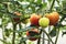 Homegrown tomatoes ripen on vine, green and red tomatoes in greenhouse