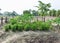 Homegrown vegetable garden with the papaya tree.