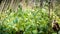 Homegrown vegetable plants in a greenhouse