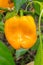 Homegrown yellow pepper
